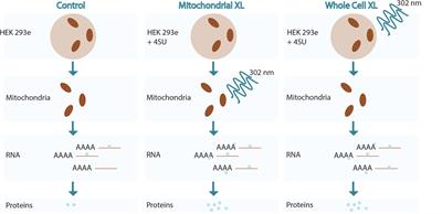 A Combined Mass Spectrometry and Data Integration Approach to Predict the Mitochondrial Poly(A) RNA Interacting Proteome